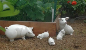 piggies