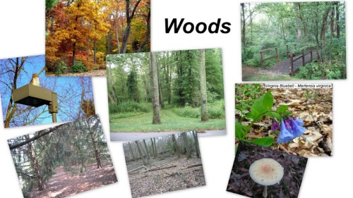 woods