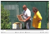 bees