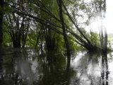 irene lumberton walk